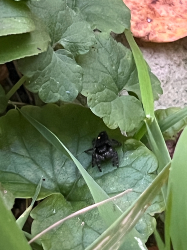 Bold Jumping Spider