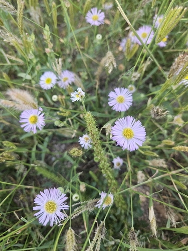 Erigeron divergens, 2026-10-10