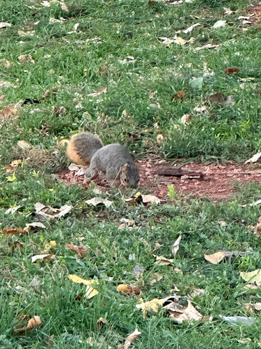 Eastern Fox Squirrel