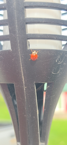 Asian Lady Beetle