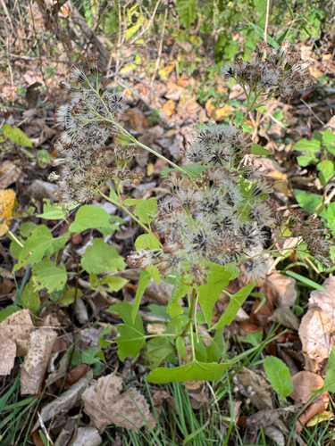 white snakeroot