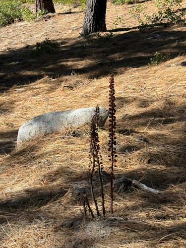 woodland pinedrops