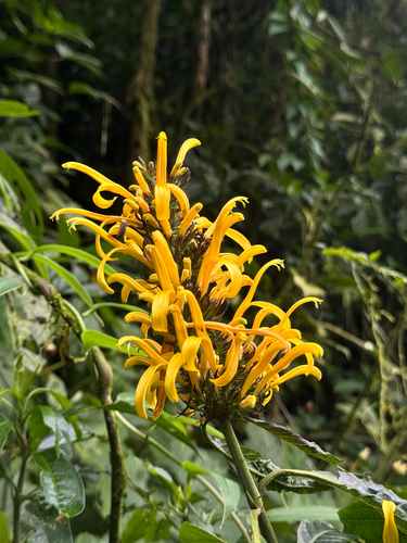 Justicia aurea observed 2026-10-10