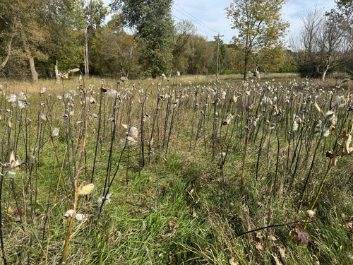 common milkweed