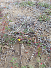 Camissonia strigulosa