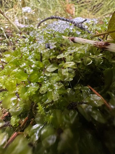 Rhizomnium magnifolium observed 2026-10-10