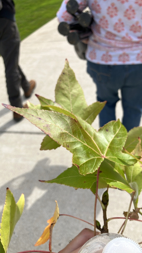 American sweetgum
