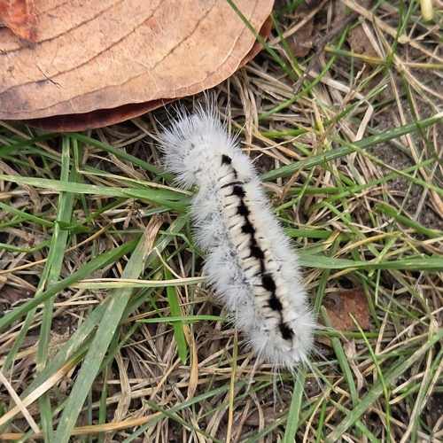 Hickory Tussock Moth