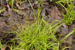 Carex disperma