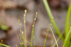 Carex disperma