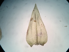 Pseudisothecium myosuroides