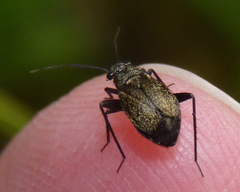 Halticini