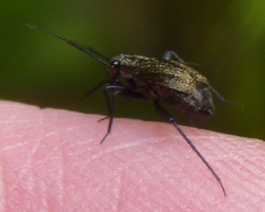 Halticini