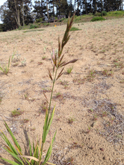 Bromus maritimus