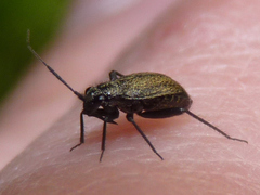 Halticini