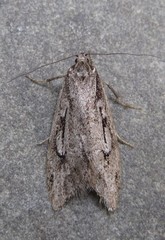 Semioscopis aurorella