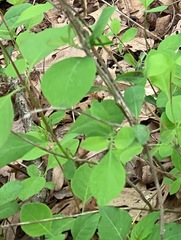 Lonicera reticulata