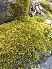 Pseudisothecium myosuroides