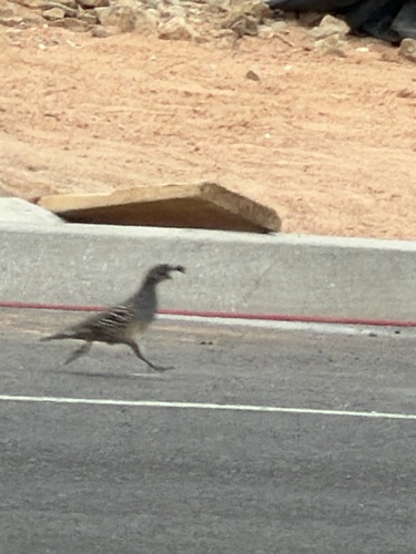 Gambel's Quail observed by goldbuttemel5
