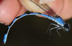 Enallagma boreale