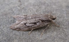 Semioscopis aurorella