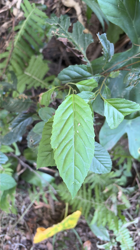Maesa perlaria observed 2026-10-11