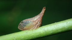 Lycoderes