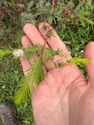 Cypress Twig Gall Midge