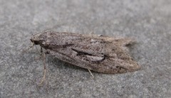 Semioscopis aurorella