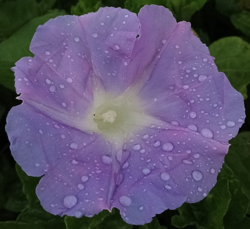 Ipomoea indica observed 2026-10-10