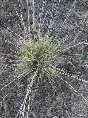 Eriochloa sericea observed 2026-10-10