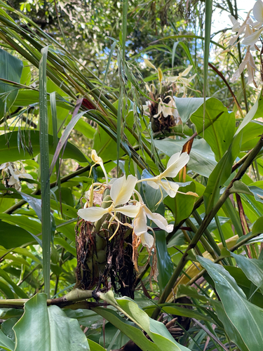 Hedychium flavescens observed 2026-10-10