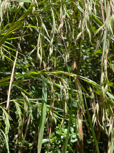 Themeda villosa observed 2026-10-10