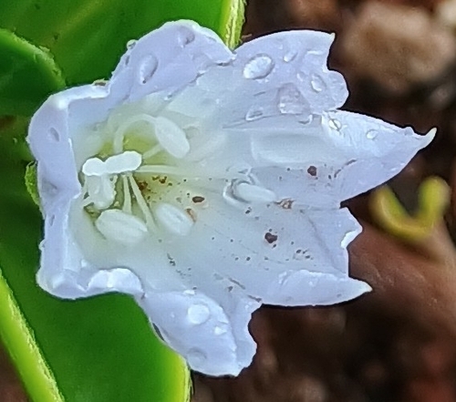 Jacquemontia sandwicensis observed 2026-10-10