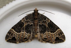 Ecliptopera silaceata