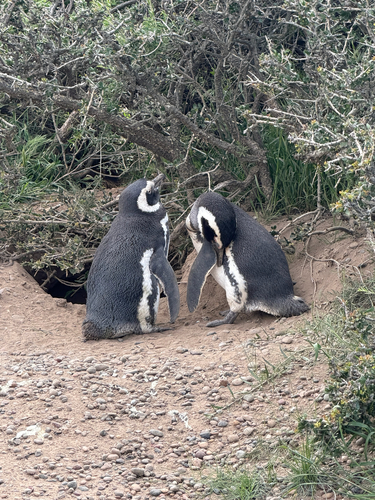 Pingüino de Magallanes registrada en Playa Union
