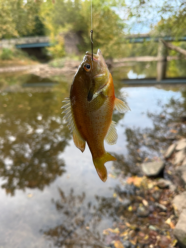 Redbreast Sunfish