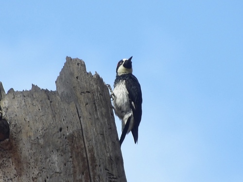 Acorn Woodpecker observed by bayareawalker