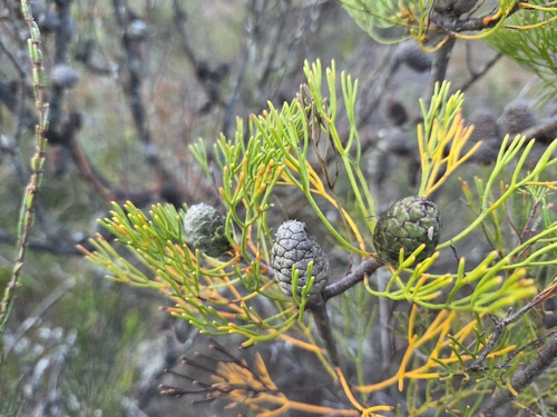 Petrophile pulchella observed 2026-10-10
