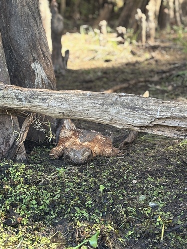 Alligator Snapping Turtle observed by lilycat218