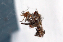 Tidarren sisyphoides