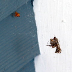 Tidarren sisyphoides