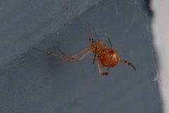 Tidarren sisyphoides