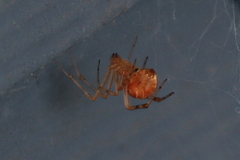 Tidarren sisyphoides