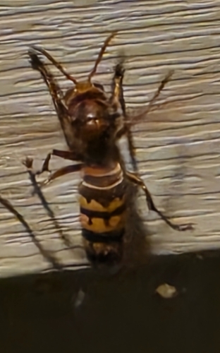 European Hornet