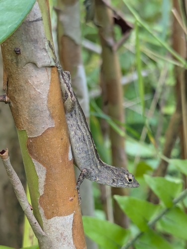 Anolis sagrei observed 2026-10-05