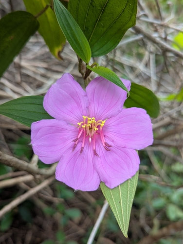 Rhododendron, 2026-10-05