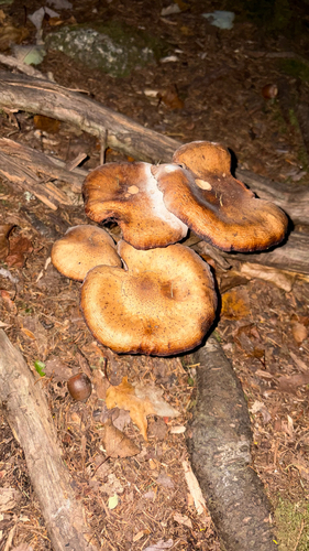 honey mushrooms