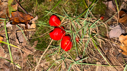 Waxcaps and Allies
