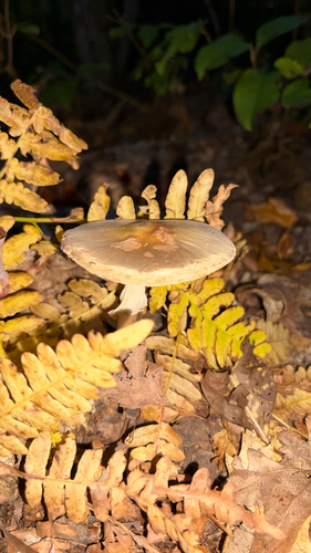 amanita mushrooms